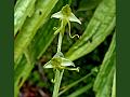 Two-Horned Habenaria